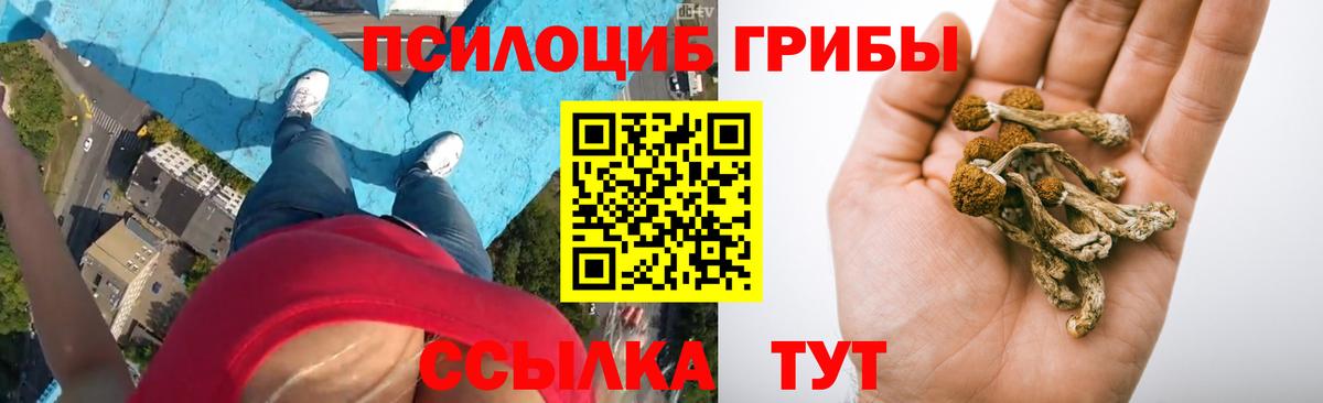 Богданович  Галлюциногенные грибы GOLDEN TEACHER  Вход с VPN 